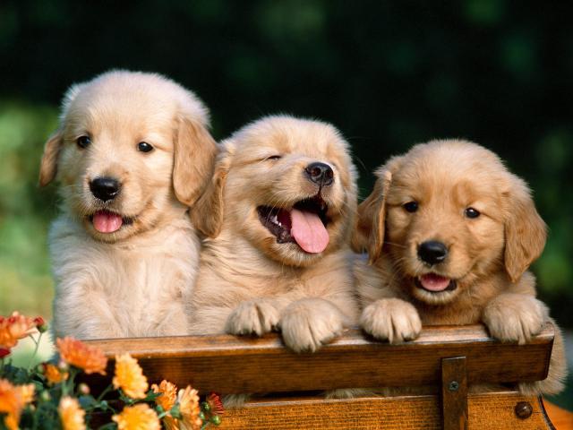 dog_259