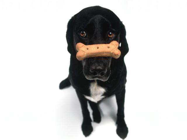 dog_260