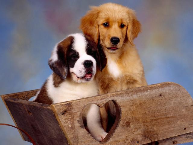 dog_261