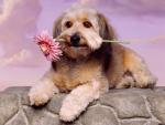 dog_263