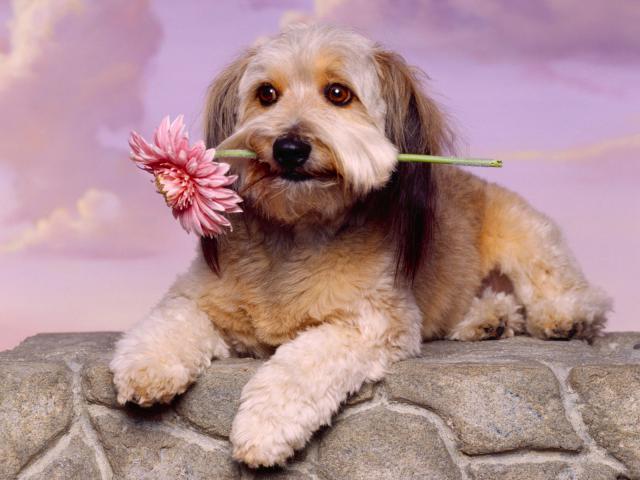dog_263