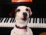 dog_264