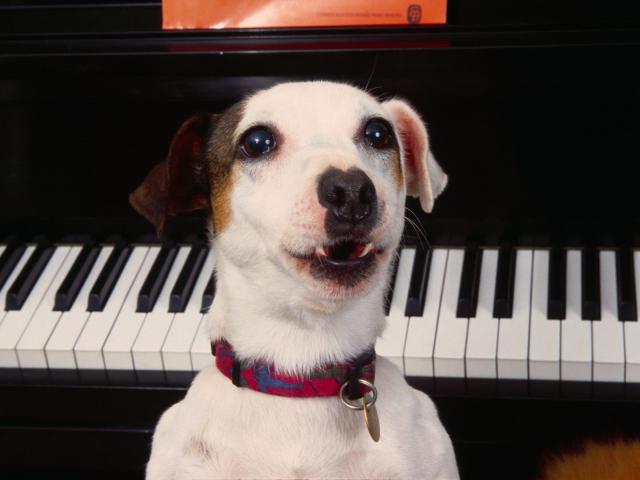 dog_264