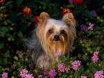 dog_265