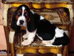 dog_267
