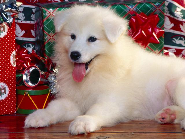 dog_273