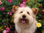 dog_275