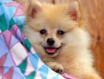 dog_285