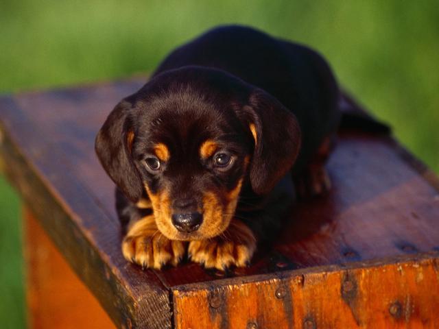 dog_286