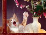 cat_72