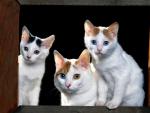 cat_73