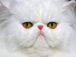 cat_74