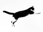 cat_76