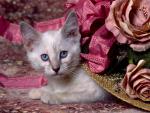 cat_77