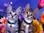 cat_78