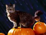 cat_80