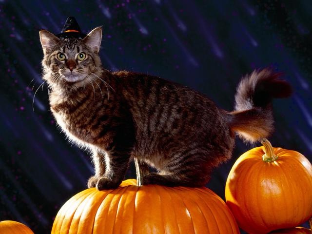 cat_80