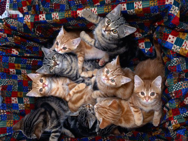 cat_81