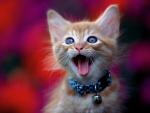 cat_86