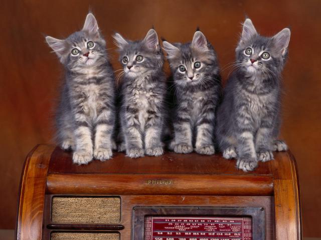 cat_89