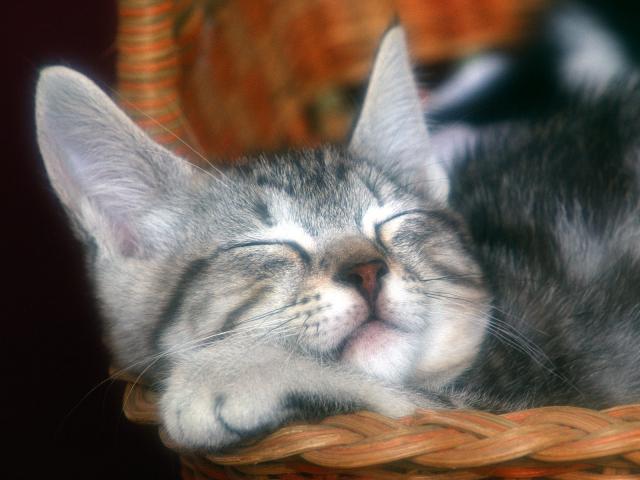 cat_90