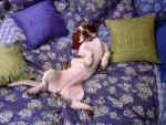 dog_287