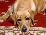 dog_291