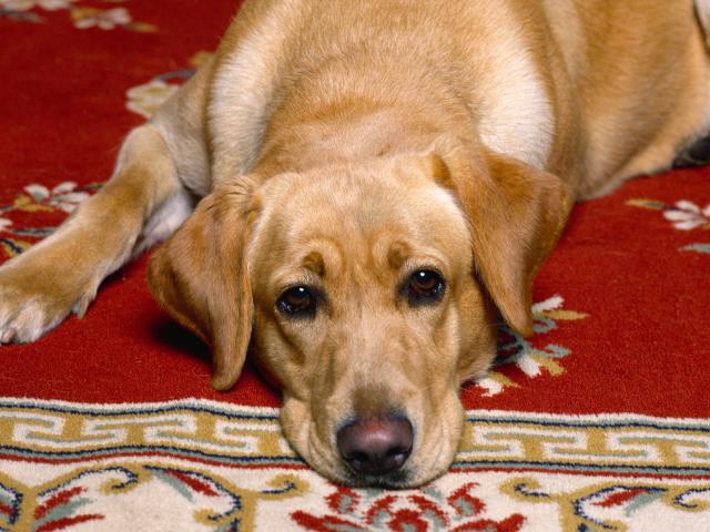 dog_291