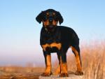 dog_293