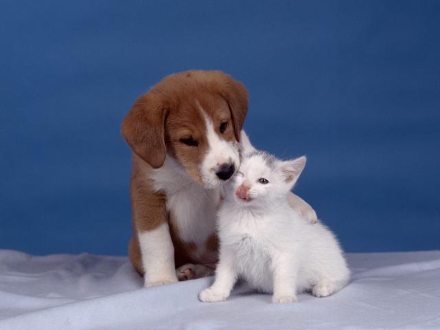 dog_294