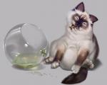 cat_102