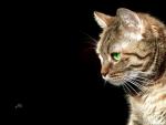 cat_105