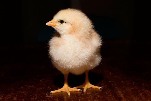 Chick_01