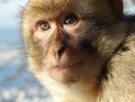 Monkey_02