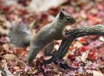 Squirrel_01