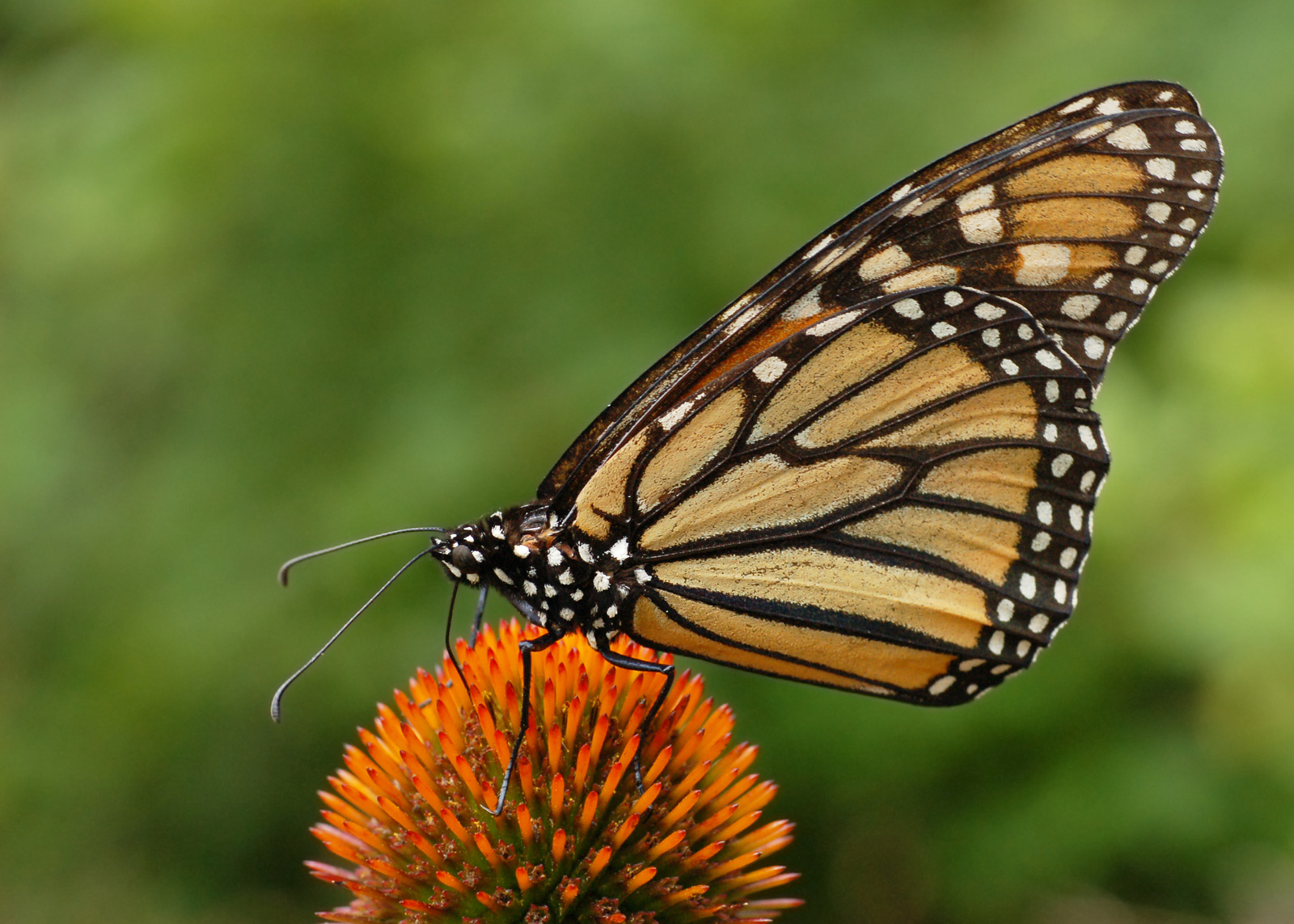 Butterfly_01