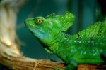 Reptiles_01