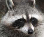 Raccoon_01