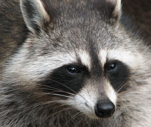 Raccoon_01