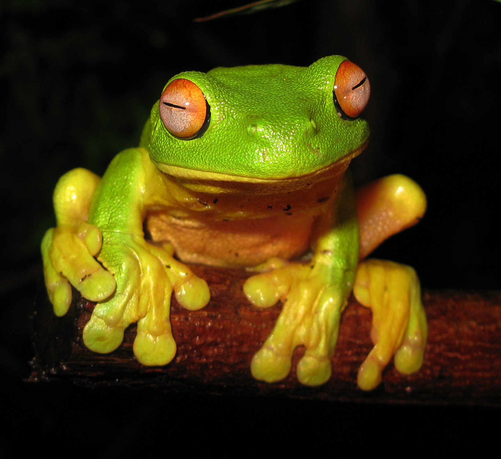 Frog_03