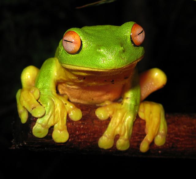 Frog_03