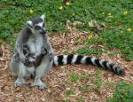 Lemur_01