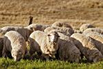 Sheep_01