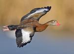 Duck_01