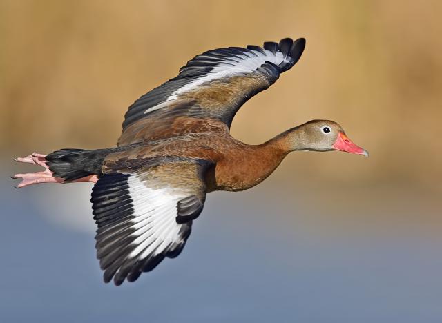 Duck_01