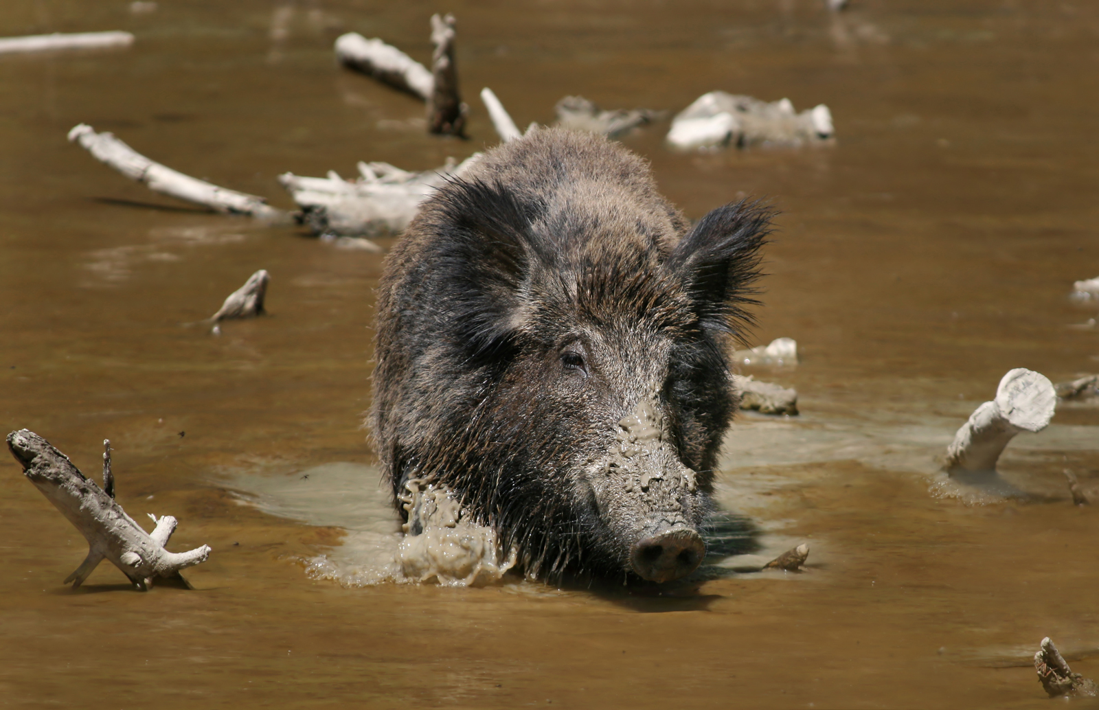 Boar_01