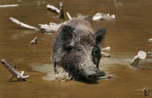 Boar_01