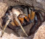 Spider_01
