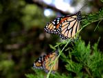 Butterfly_03