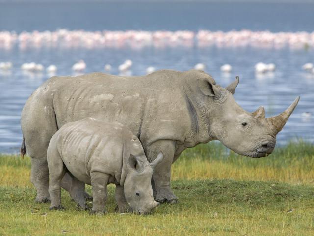 Animals_001